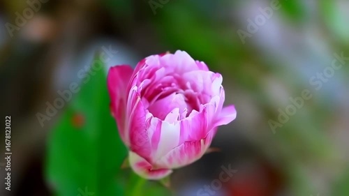 Wallpaper Mural Close-up of a vibrant pink and white flower bud Torontodigital.ca
