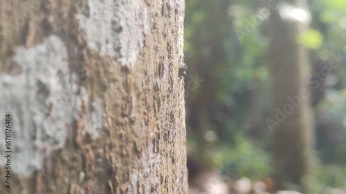 Sunlight filters through green leaves, with ants walking the trees. illuminating the rough brown bark of an old tree trunk in a tranquil forest 4k