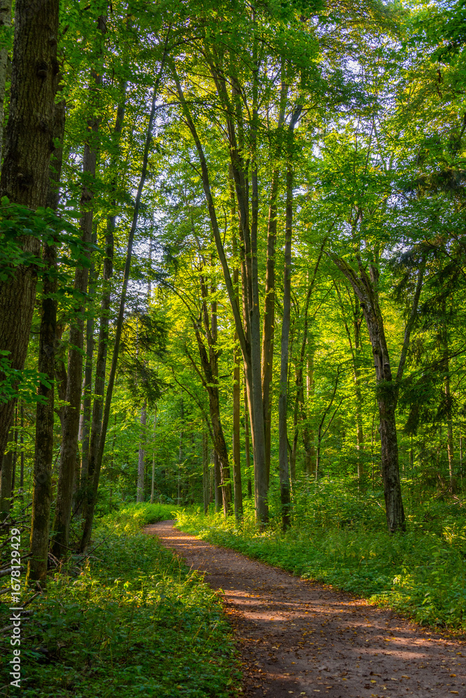 Fototapeta premium Part of Bialowieza national park with the highest level of restr