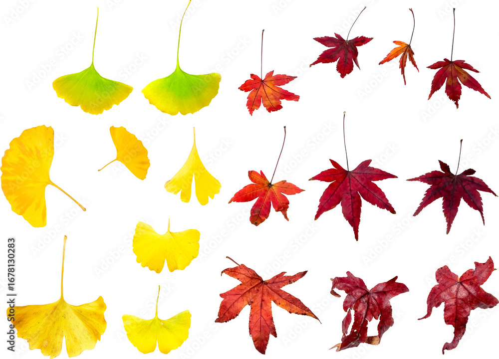 Obraz premium 切り抜き透過素材セットー秋の紅葉1