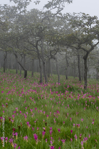 Wallpaper Mural thai tulip flower, beautiful, bright, close-up Torontodigital.ca