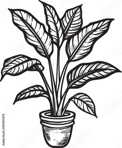 Dieffenbachia - Dumb Cane icon clean simple linear