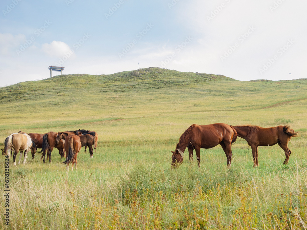 Obraz premium Herd of horses, stallions, mares, foals in the meadow