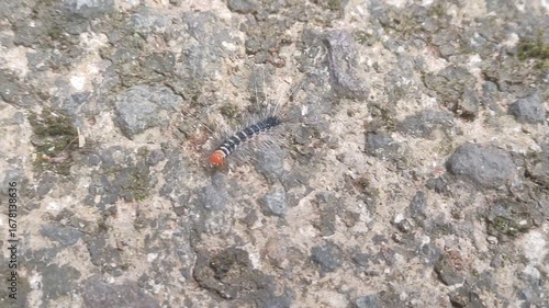 Textured brown catterpillar on a granite rock wall with an abstract natural pattern 