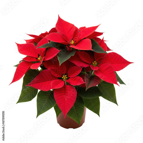 Red poinsettia plant in pot isolated