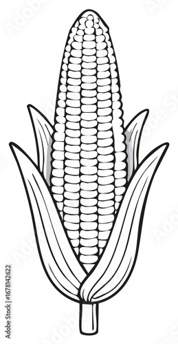 Black and white illustration of an ear of corn, including the husk and stem