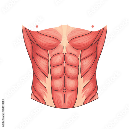 Human abdomen and core muscles anatomy are meticulously depicted in this vibrant 2D flat vector illustration, clearly isolated on a pristine white background.