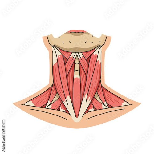 Human neck muscle anatomy vector illustration, a detailed 2D flat design showcasing intricate structures, precisely isolated on a pristine white background for clear understanding.