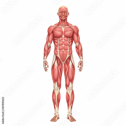 Full body male muscle anatomy, presented as a clear, detailed 2D flat vector illustration, isolated against a clean white background for educational or medical use.
