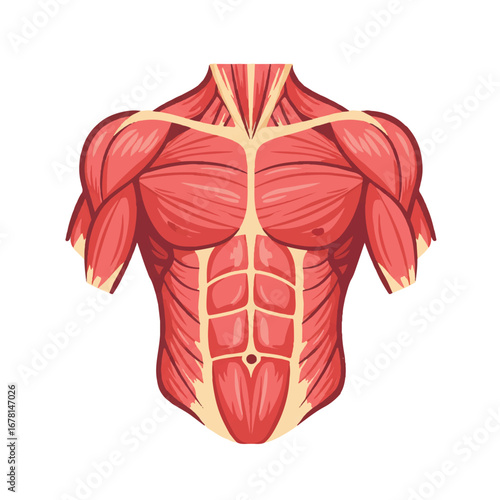 Simplified human muscle anatomy is distinctly depicted in a 2D flat vector illustration, isolated on a clean white background for educational purposes.