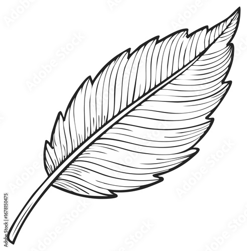 Detailed hand drawn black and white line art illustration of a beautiful single feather quill