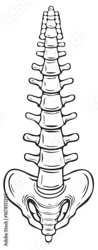 Detailed human anatomy illustration of the full spine and pelvic bone structure