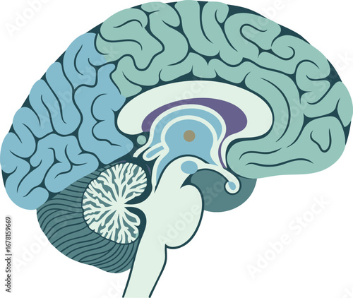 Sagittal Brain Section Anatomy Illustration – Human Brain Cross Section Diagram for Medical and Educational Use