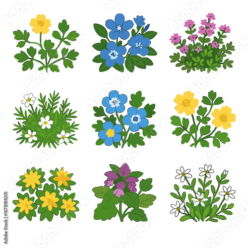 Blue chickweed eyes icon serpyllum groundcover vector grid creeping sedum thyme potentilla