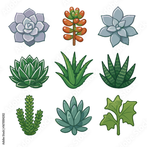 Aloe grid kalanchoe sedum pachyveria vector muscosa echeveria agave succulent beharensis icon