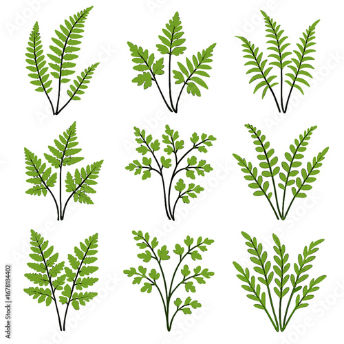 Appalachian spleenwort climbing cliff hairy filmy brake chain forest vector icon fern
