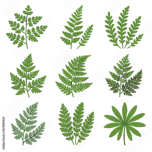 Ferns icon fringed cloak maidenhair soft forest vector fern rock blunt long