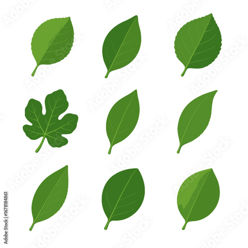 Peach icon orange apricot fruit vector plum leaf leaves tree lemon closeup