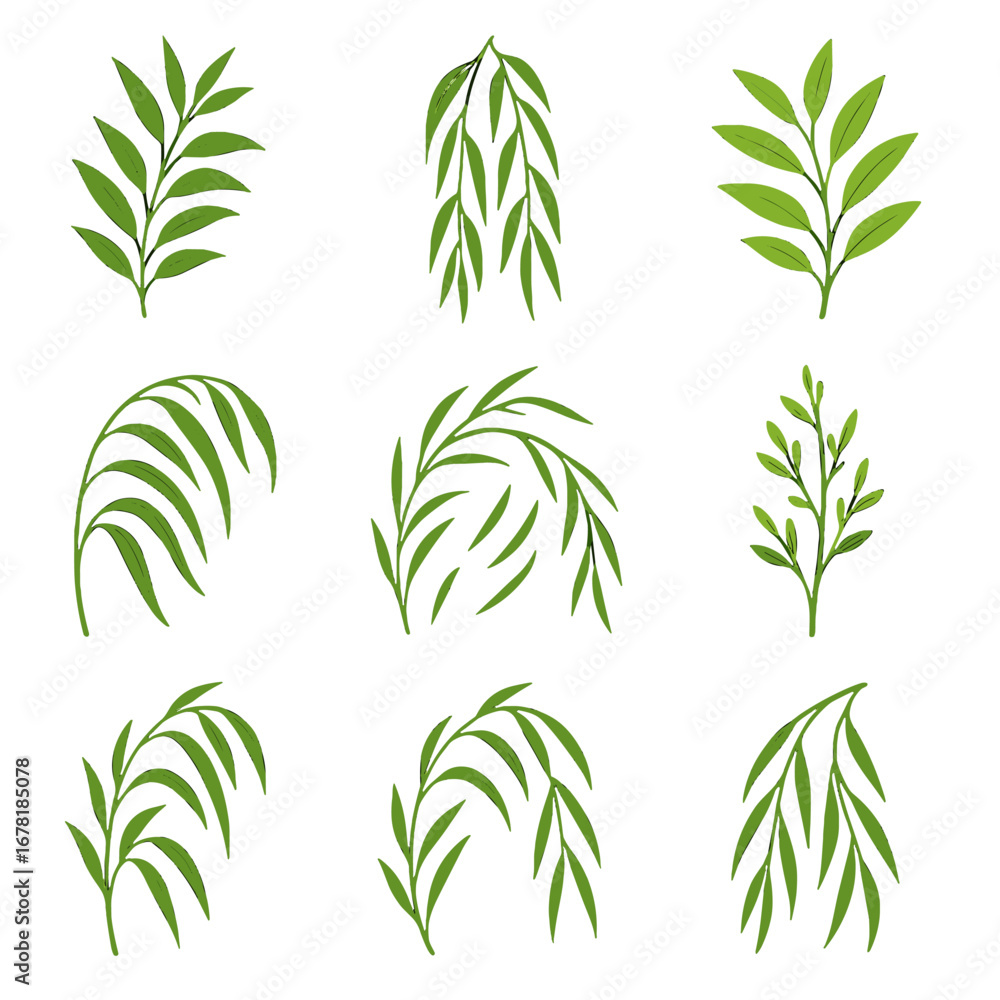 Fototapeta premium Branch bright willow stems narrow icon fresh budding vector long graceful arching