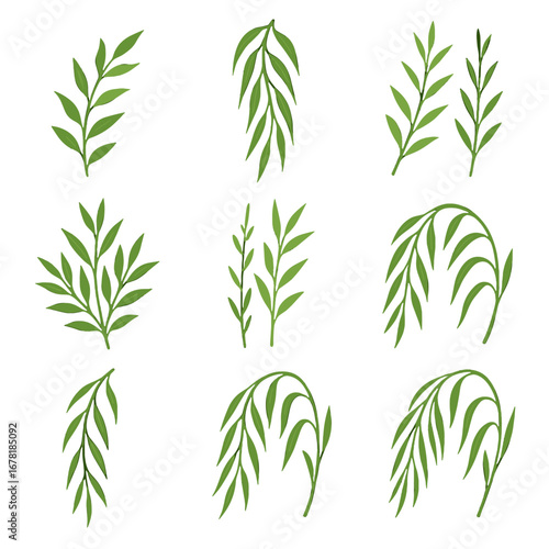 Willow branches leafy drooping shoots vector icon delicate summer boughs sprigs