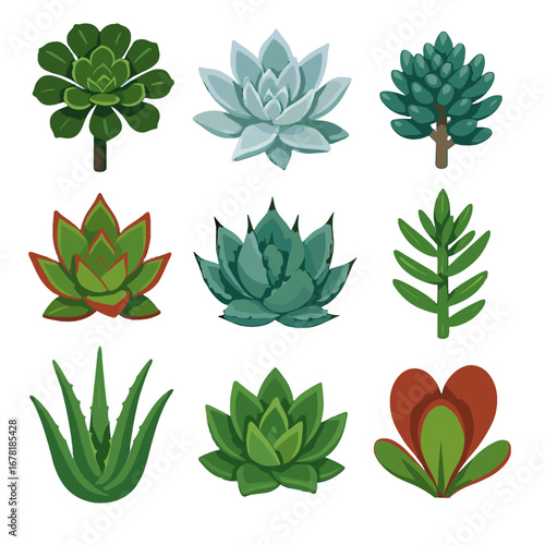 Arboreum luciae icon pulverulenta chinensis echeveria succulent vector haworthia collection dudleya crassula