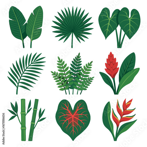 Giant bamboo fronds clusters ribbon ginger flora vector jungle icon palm heliconia