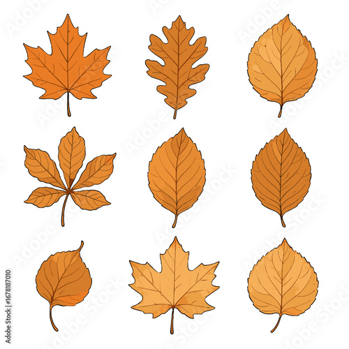 Aspen oak icon birch vector autumn leaf crisp sycamore beech maple