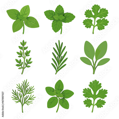 Herb vector greek oregano thyme icon needle peppermint fine dill fresh collection