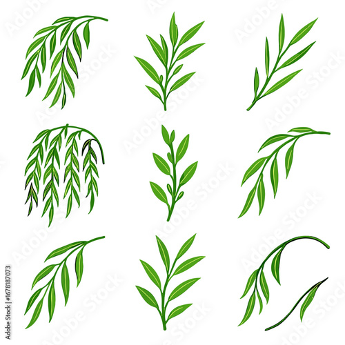 Arching leafy icon willow twigs vector thin branch young cascading wind
