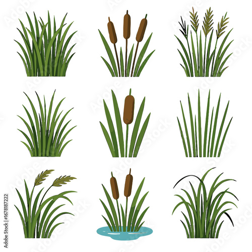 Tall icon stalks flora reeds bunches vector clusters rush wetland edge cattail
