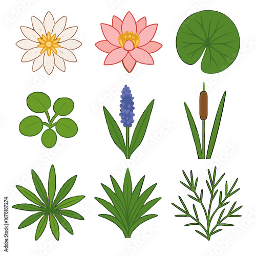 Lotus leaf water icon plant vector white pondweed stalk common frogbit