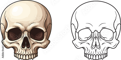 Human Skull Illustration with Color and Outline Versions Anatomical Depiction