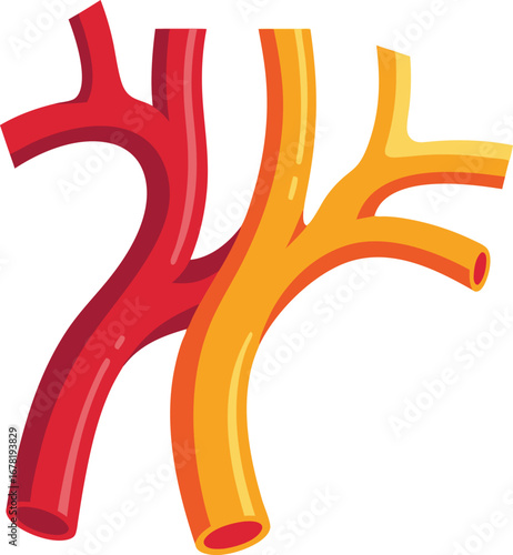 Medical Illustration of Carotid Artery Anatomy
