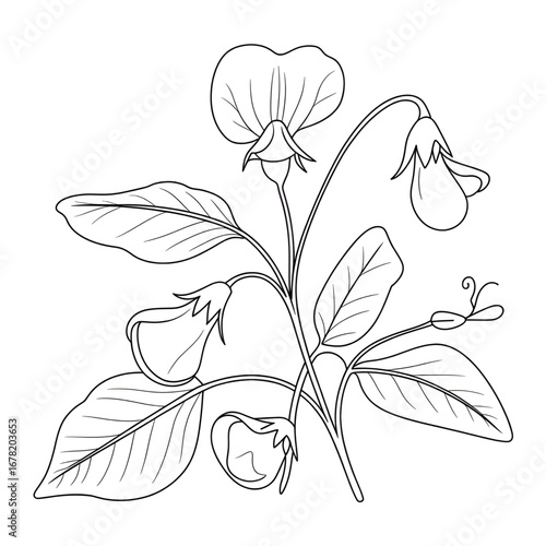 A sweet pea flower illustration vector style coloring page