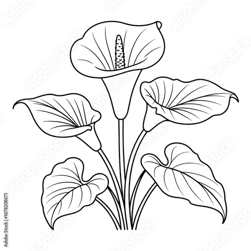 A arum lily flower illustration vector style coloring page