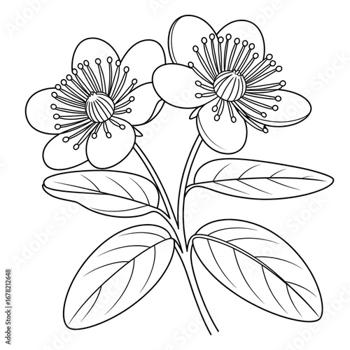 A hypericum flower illustration vector style coloring page