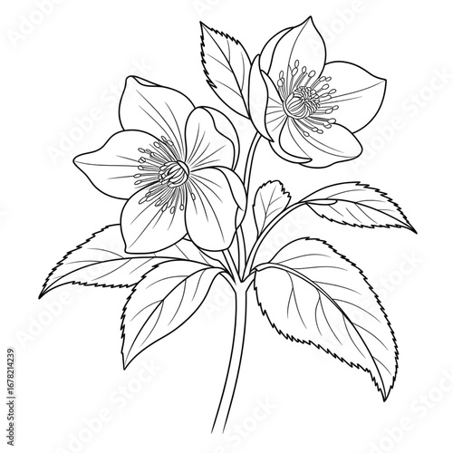 A hellebore flower illustration vector style coloring page