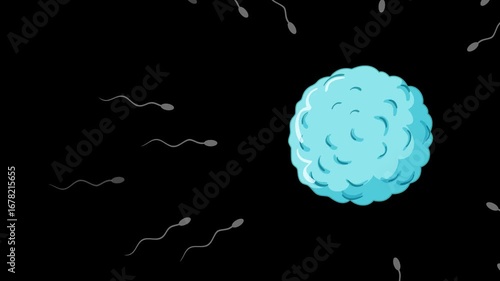 Sperm Approaching and Fertilizing Human Egg Cell Animation