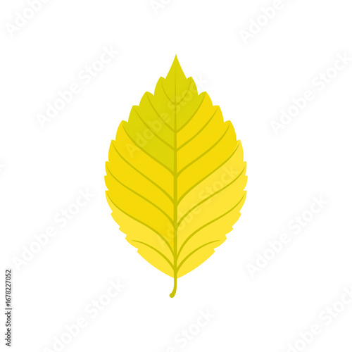 Autumn elm leaf isolated on white background. Vector cartoon flat illustration.