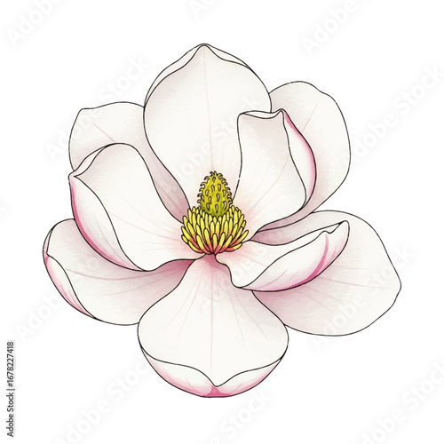 Elegant White Magnolia Flower Illustration with Delicate Pink Highlights