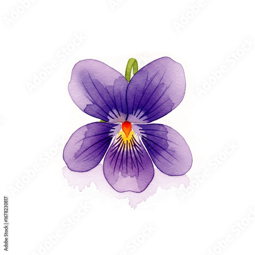 Elegant watercolor illustration of a single purple violet blossom, hand-painted in a detailed botanical style and isolated on a white background