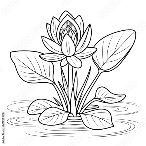 A water hyacinth flower illustration vector style coloring page 