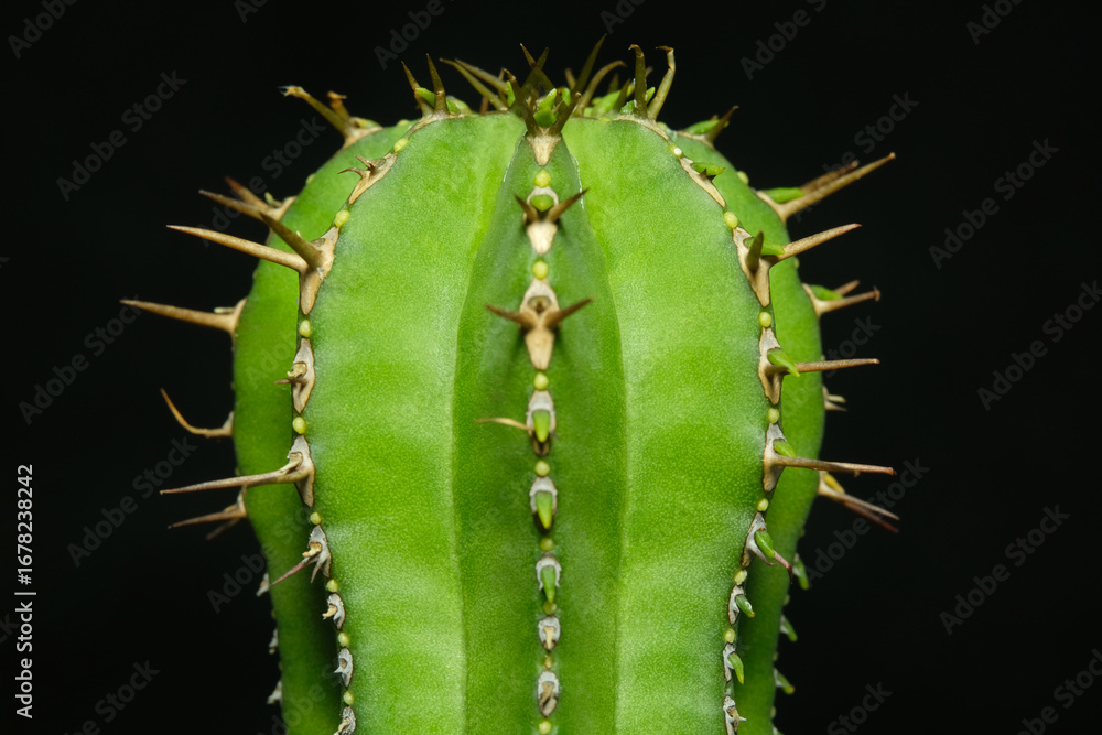 Naklejka premium Close up of Euphorbia fruticosa plant. Isolated on black background