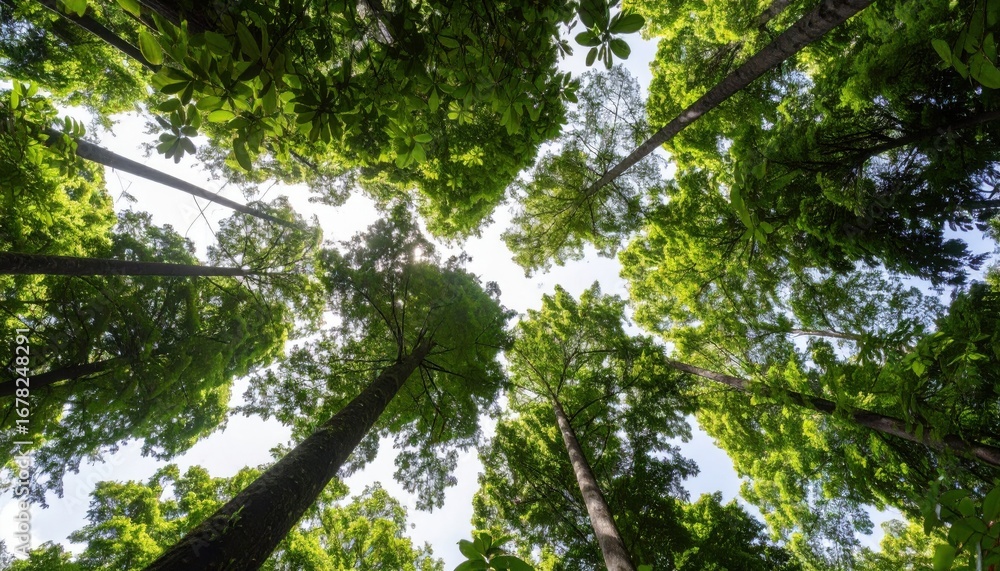 Fototapeta premium The lush green trees rise up into the air