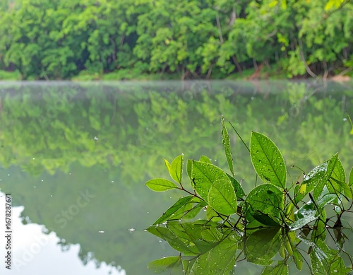 Lush greenery reflecting on calm water