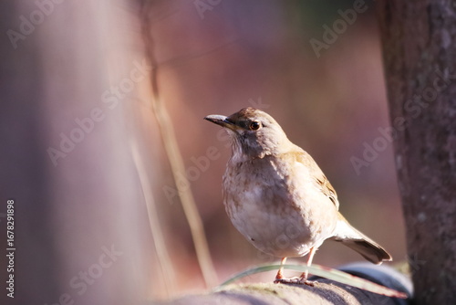 地面に降りた野鳥のシロハラ