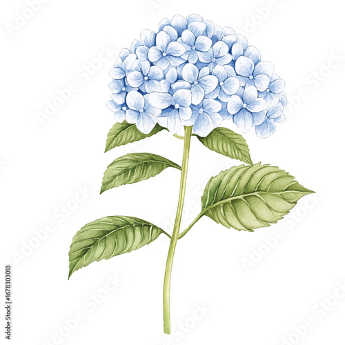 Watercolor Illustration of a Delicate Blue Hydrangea Blossom with Green Leaves