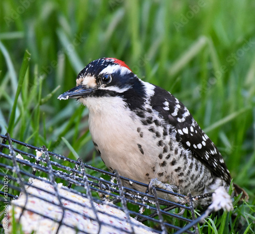 Stunning Red Headed Nuttall Woodpecker Eating Suet in Backyard Garden
