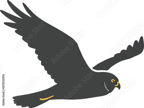 Black falcon bird soaring gracefully in flight with wings outstretched. Perfect for wildlife illustrations, naturethemed designs, and birdwatching content.