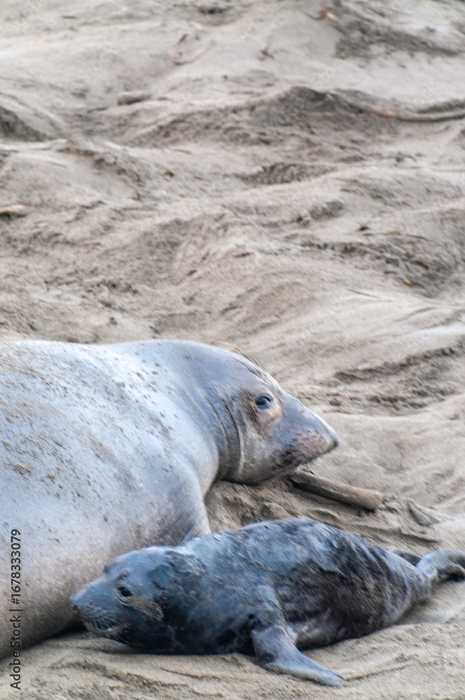 Fototapeta premium Close-up of northerns Elephant seals -Mirounga angustirostris- along the Southern California Coast.
